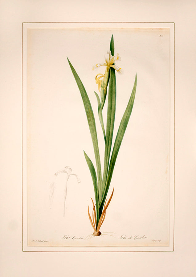 Iris Garoleri. Iris de Gawler.
