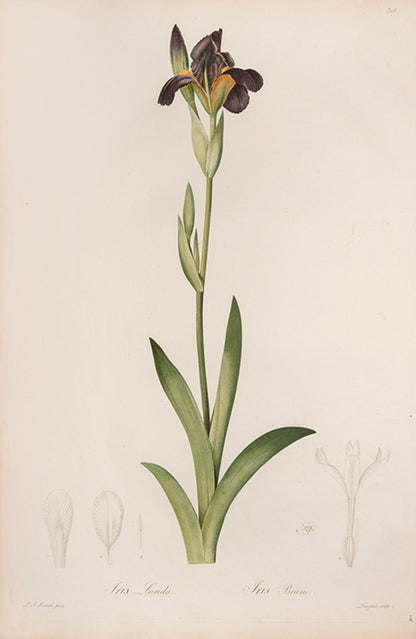 Iris Lurida. Iris Brune.