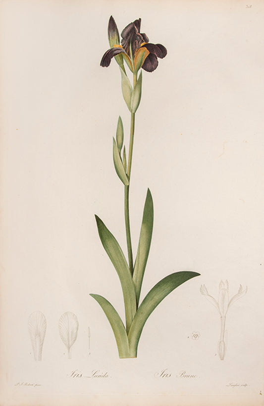 Iris Lurida. Iris Brune.