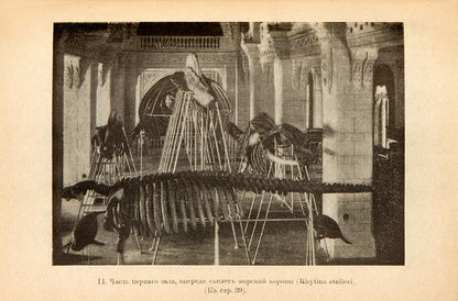 Fifth edition of this rare guide to the Leningrad (St. Petersburg) Zoological Museum featuring the museum's wooly mammoth specimen on the cover.