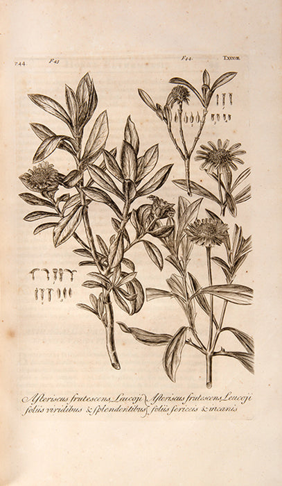 Hortus Elthamensis seu Plantarum Rariorum