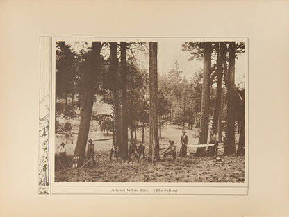 An uncommon marketing booklet for the California Sugar & White Pine Company, headquartered in San Francisco in the early 20th century.