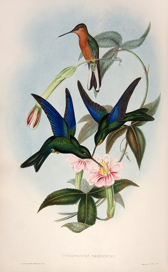 First edition of A Monograph of the Trochilidae or Family of Humming Birds by John Gould.
