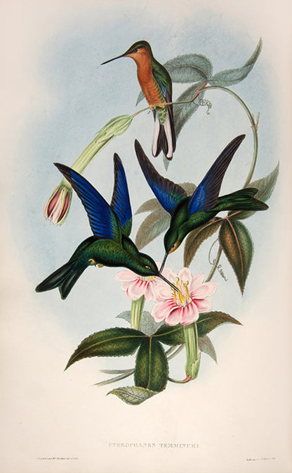 First edition of A Monograph of the Trochilidae or Family of Humming Birds by John Gould.