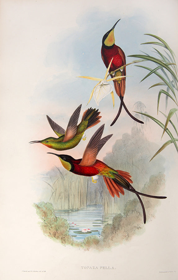 First edition of A Monograph of the Trochilidae or Family of Humming Birds by John Gould.