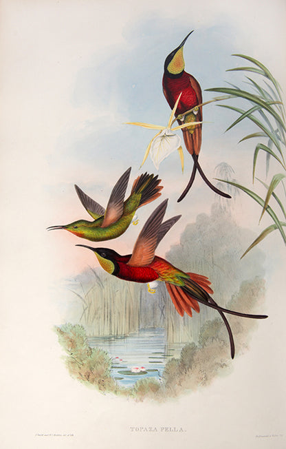 First edition of A Monograph of the Trochilidae or Family of Humming Birds by John Gould.