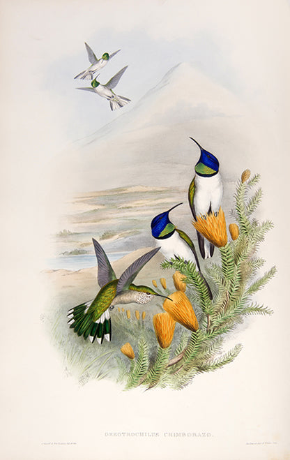 First edition of A Monograph of the Trochilidae or Family of Humming Birds by John Gould.