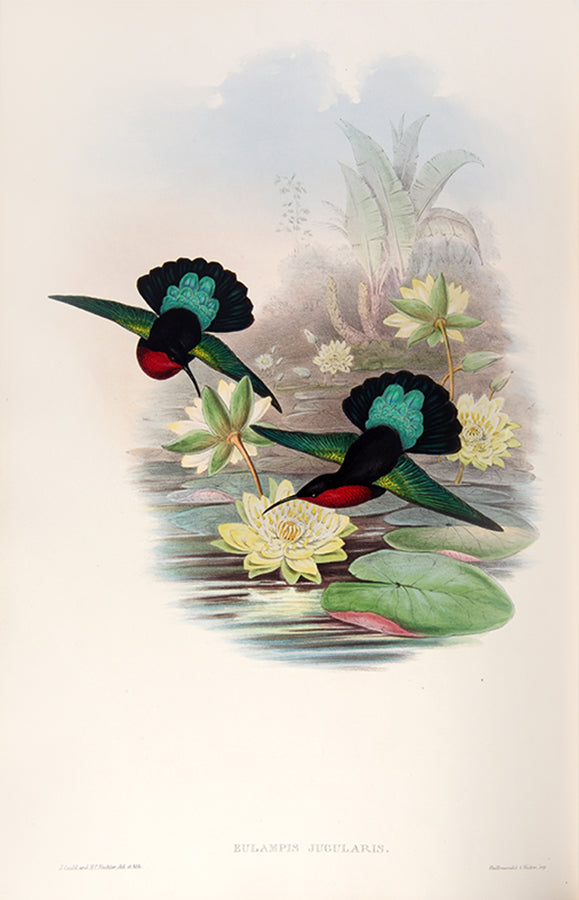 First edition of A Monograph of the Trochilidae or Family of Humming Birds by John Gould.