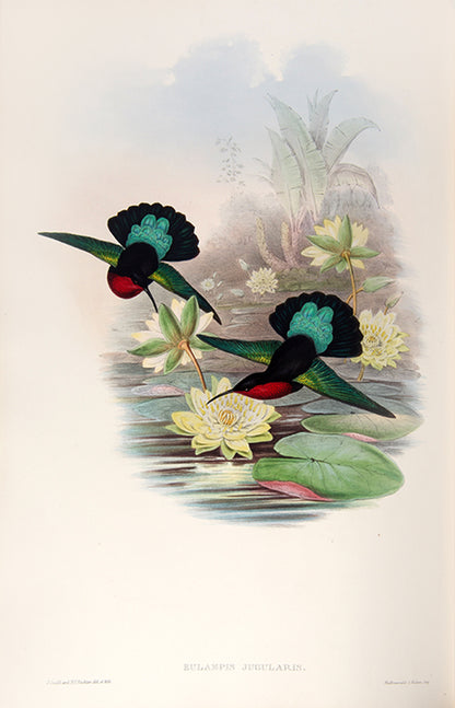 First edition of A Monograph of the Trochilidae or Family of Humming Birds by John Gould.