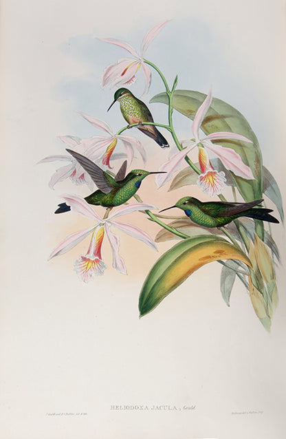First edition of A Monograph of the Trochilidae or Family of Humming Birds by John Gould.