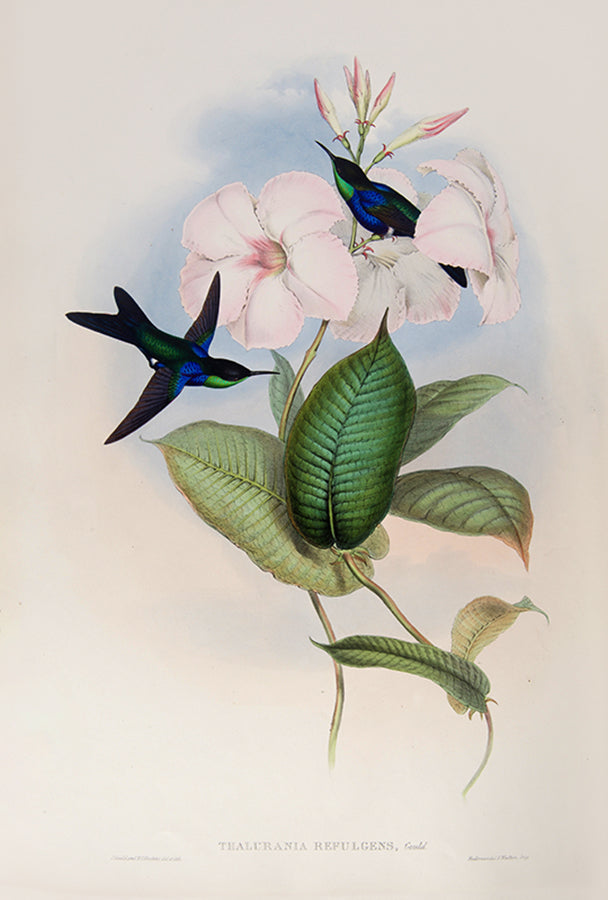 First edition of A Monograph of the Trochilidae or Family of Humming Birds by John Gould.