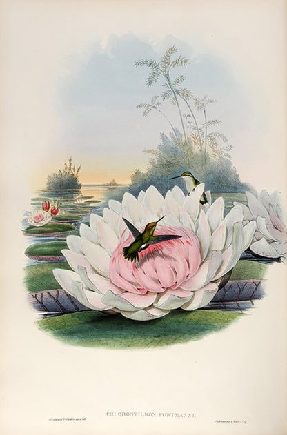 First edition of A Monograph of the Trochilidae or Family of Humming Birds by John Gould.