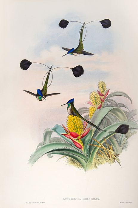 Monograph of the Trochilidae, or family of humming birds.