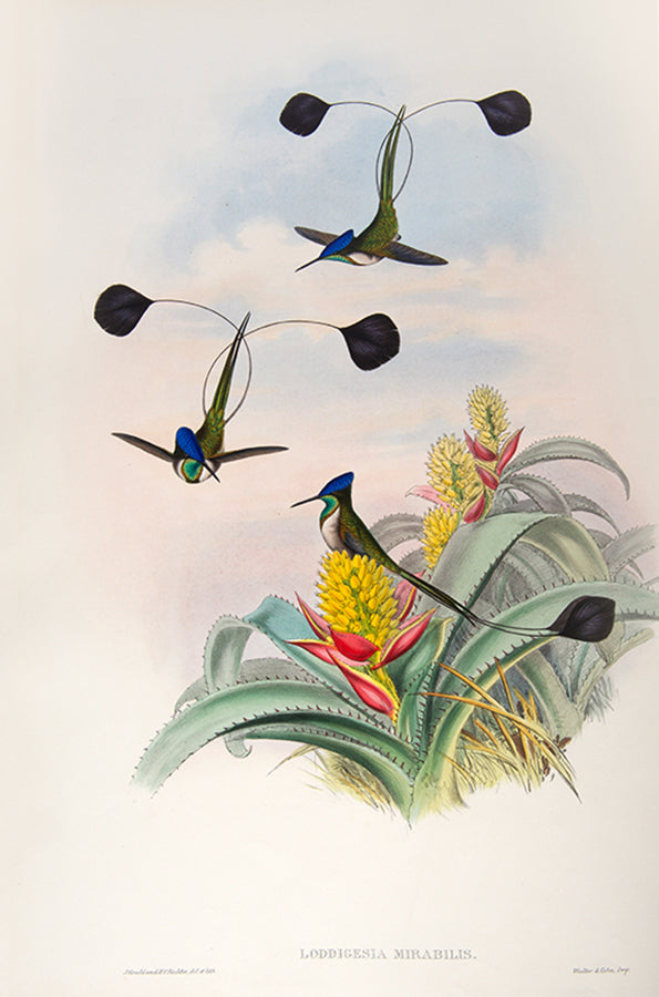First edition of A Monograph of the Trochilidae or Family of Humming Birds by John Gould.