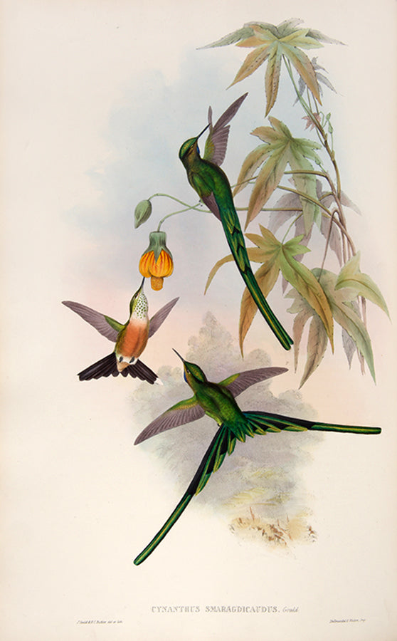 First edition of A Monograph of the Trochilidae or Family of Humming Birds by John Gould.
