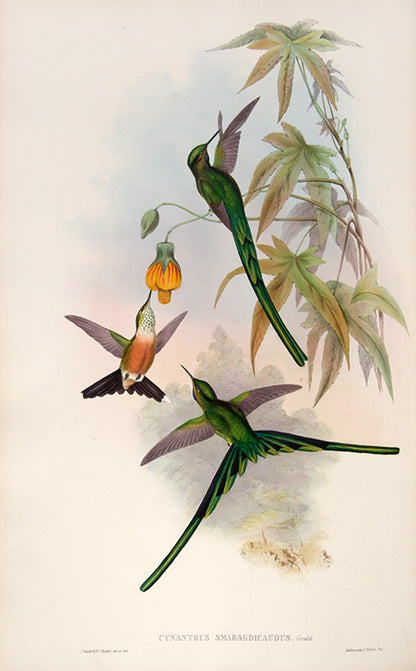 First edition of A Monograph of the Trochilidae or Family of Humming Birds by John Gould.