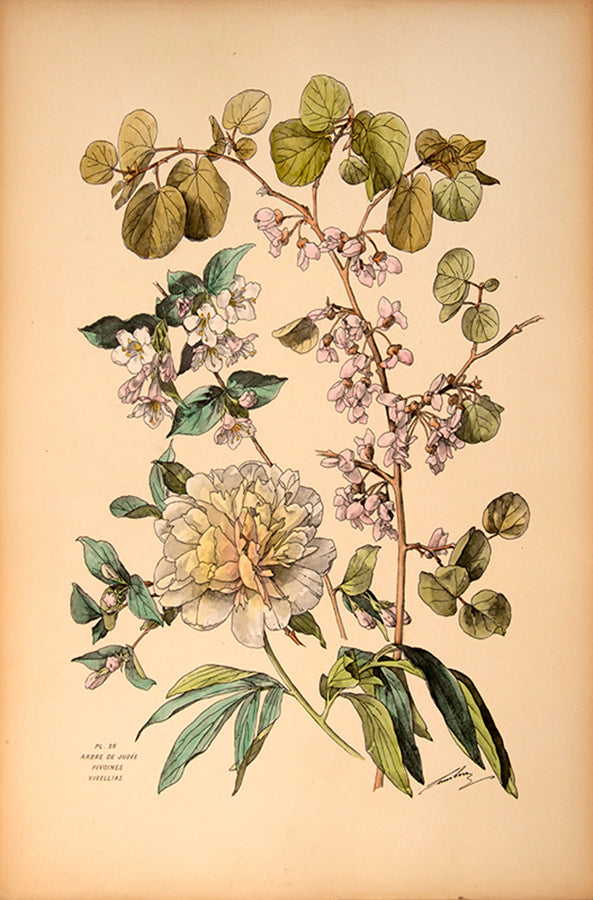 First edition of Henry Lambert's Flore Naturelle, containing 80 hand-coloured plates of flowers.