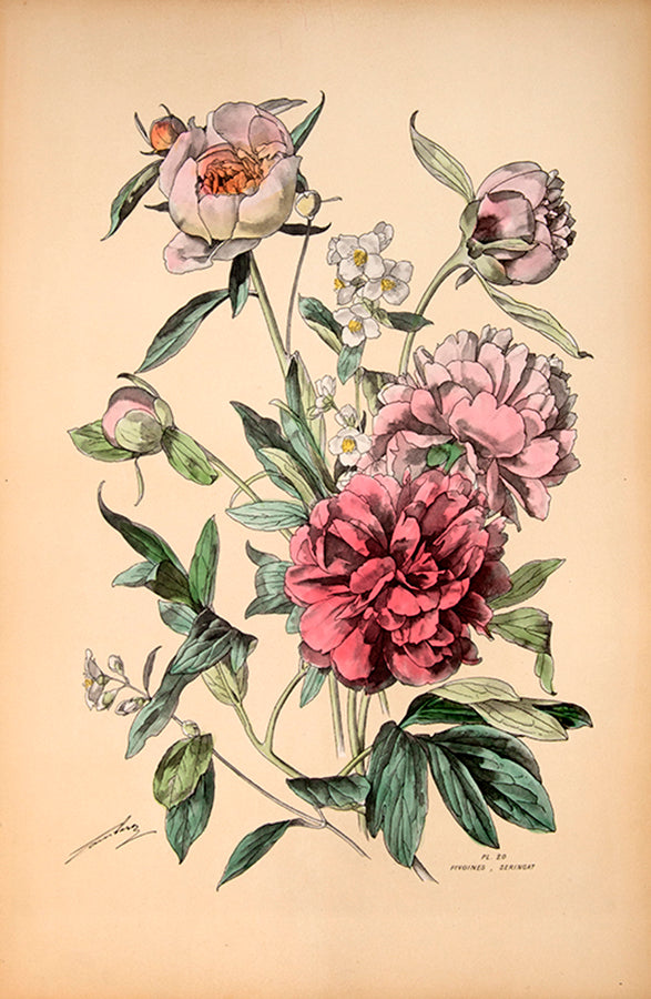 First edition of Henry Lambert's Flore Naturelle, containing 80 hand-coloured plates of flowers.