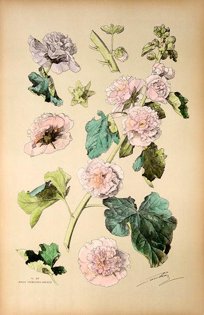 First edition of Henry Lambert's Flore Naturelle, containing 80 hand-coloured plates of flowers.