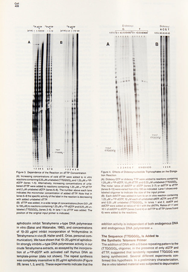 First edition, journal issue of the paper announcing the discovery of telomerase, for which the authors Carol Greider and Elizabeth Blackburn were awarded the Nobel Prize.