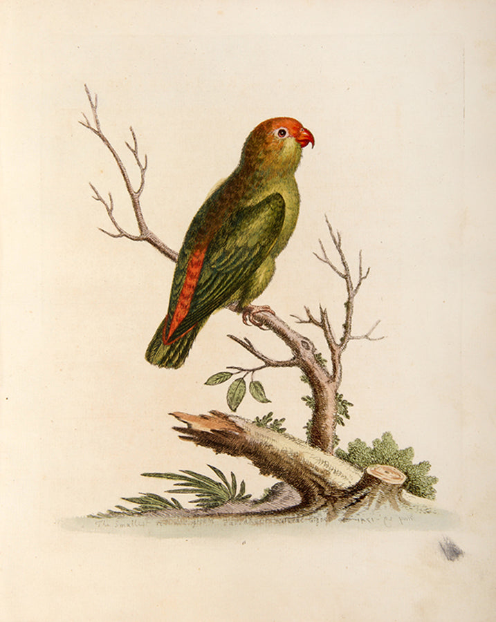 The Smallest Green and Red Indian Peroquet. Pl. 6.