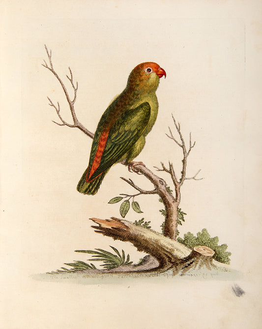 The Smallest Green and Red Indian Peroquet. Pl. 6.