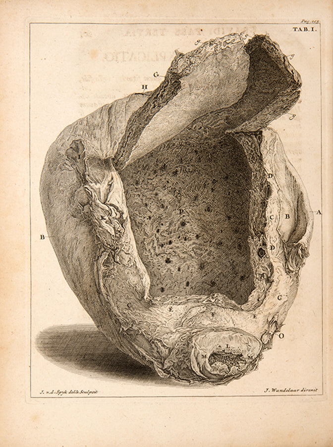 First edition Wilhelmus Noortwyk's Uteri Humani Gravidi, a significant and uncommon obstetrical work illustrated with four superb engravings after Jan Wandelaar, published in 1743.