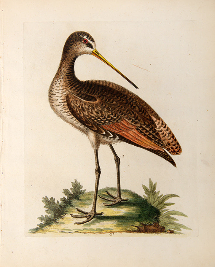 The Great American Godwit. Pl. 137.