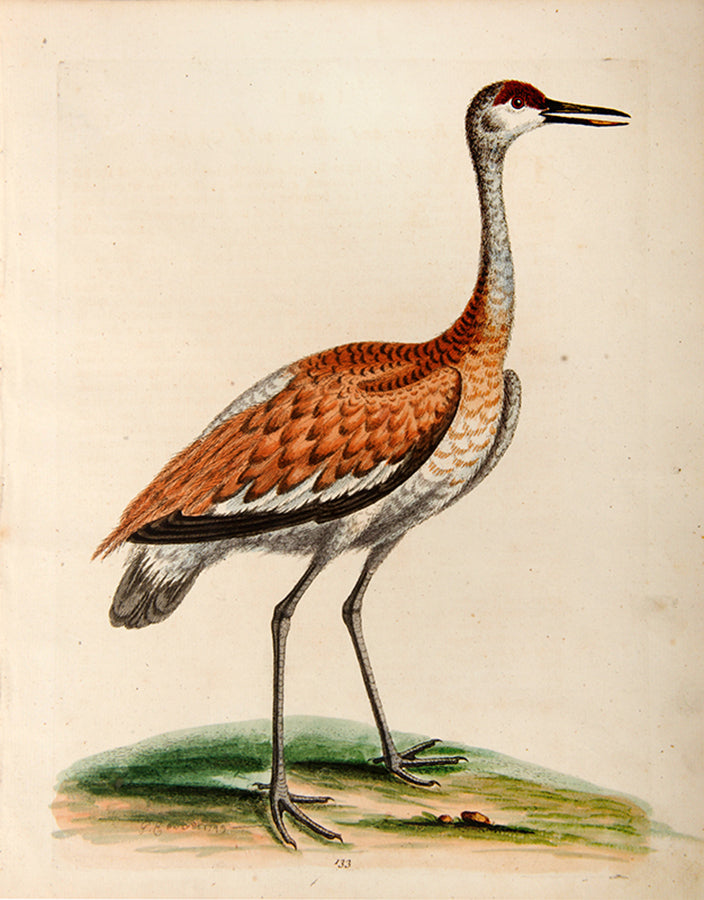 The Brown and Ash-colour'd Crane. Pl. 133.