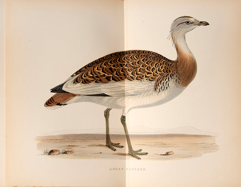 The fourth and fifth editions respectively of Beverly R. Morris's History of British Birds and British Game Birds, 1895-1897, with hand-coloured plates.