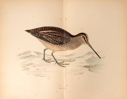 The fourth and fifth editions respectively of Beverly R. Morris's History of British Birds and British Game Birds, 1895-1897, with hand-coloured plates.
