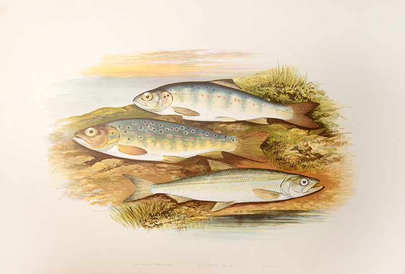First edition, a handsome set of British Fresh-Water Fishes by William Houghton, with colour illustrations, published in 1879.