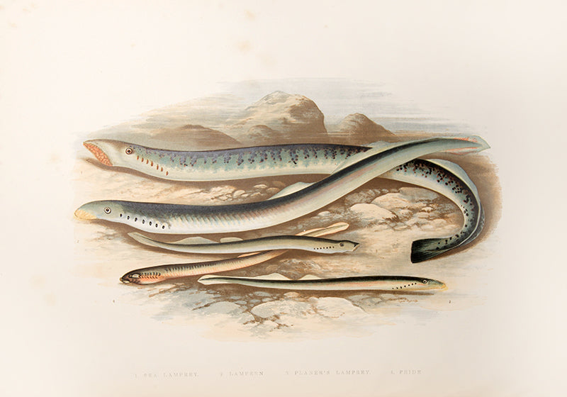 First edition, a handsome set of British Fresh-Water Fishes by William Houghton, with colour illustrations, published in 1879.