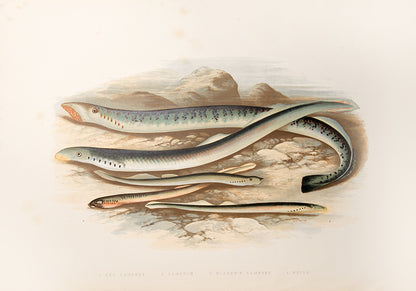 First edition, a handsome set of British Fresh-Water Fishes by William Houghton, with colour illustrations, published in 1879.