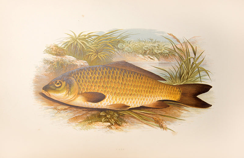 First edition, a handsome set of British Fresh-Water Fishes by William Houghton, with colour illustrations, published in 1879.