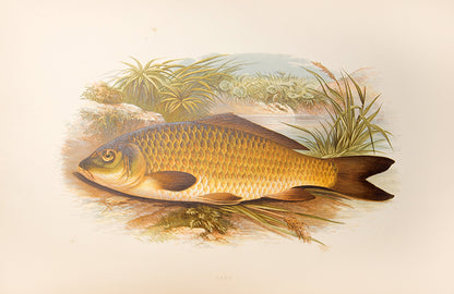 First edition, a handsome set of British Fresh-Water Fishes by William Houghton, with colour illustrations, published in 1879.