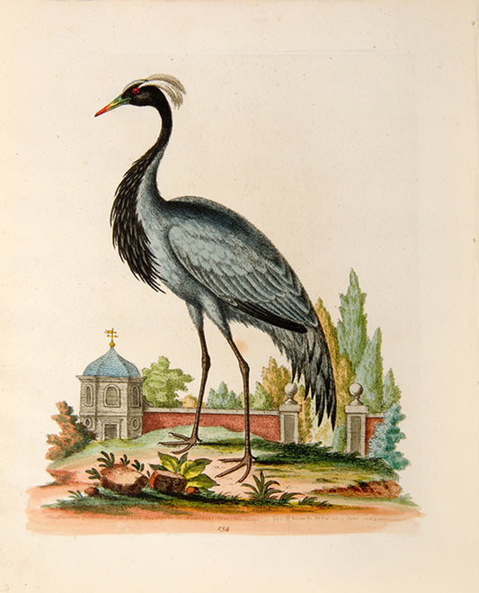 The Demoiselle of Numidia. Pl. 134.