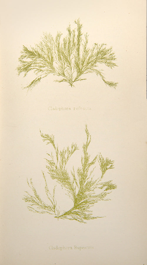 Second edition of Louisa Lane Clarke's Common Seaweeds of the British Coast, a lovely copy in the original colour pictorial binding, published in 1881.
