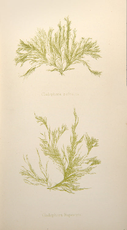 Second edition of Louisa Lane Clarke's Common Seaweeds of the British Coast, a lovely copy in the original colour pictorial binding, published in 1881.
