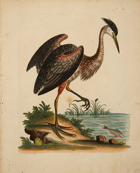 The Ash-colour'd Heron of North-America. Pl. 135.