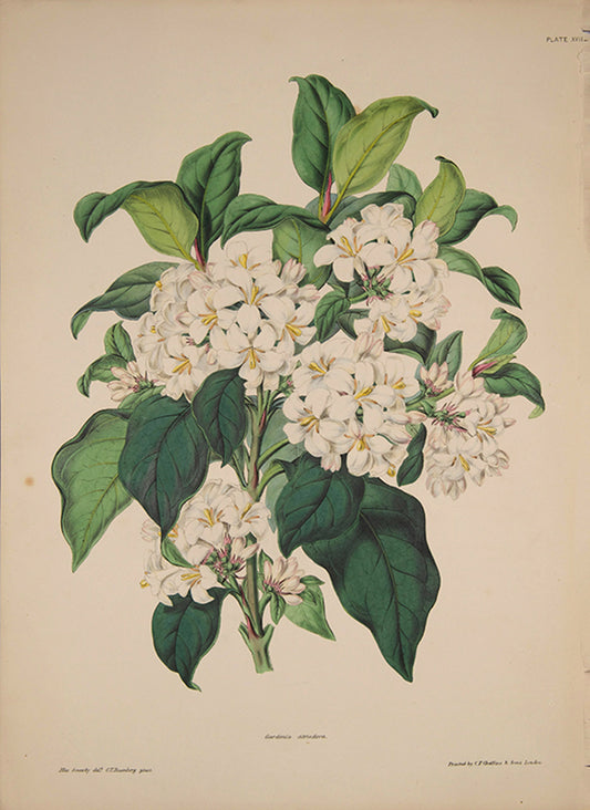 Illustrated Bouquet- Gardenia citriodora. Pl. XVII.