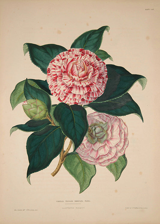 Illustrated Bouquet- Camellia Tricolor Imbricata Plena. Pl. XXXI.