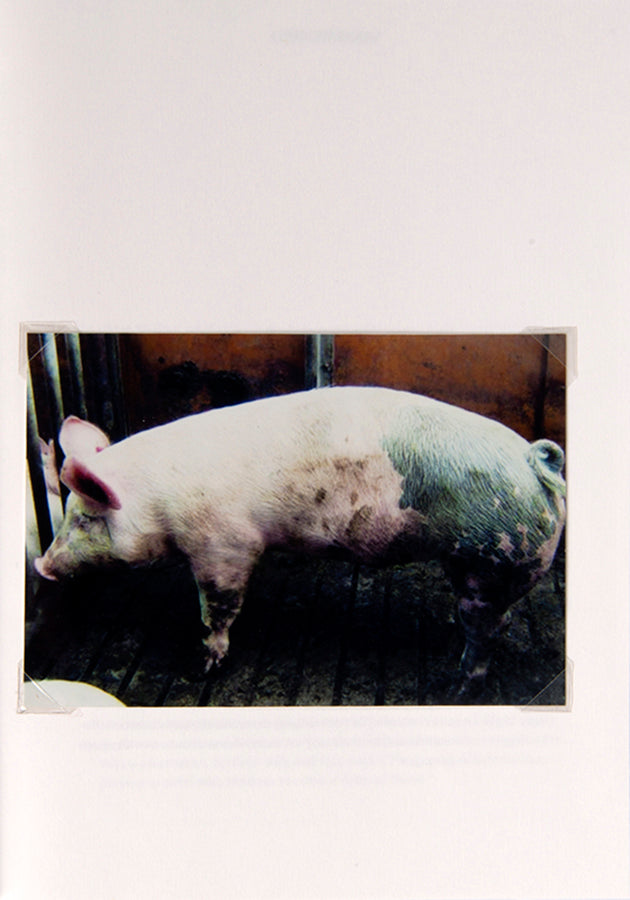 In Pig 05049, Christien Meindertsma documents the many food and consumer products made from a single pig.
