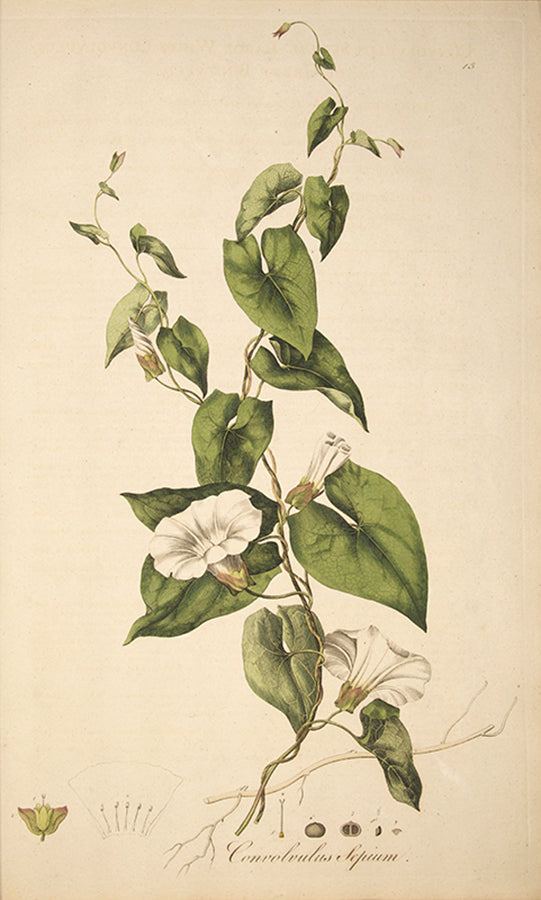 First edition with variant title page of Curtis's Flora Londinensis, the earliest English flora with coloured plates in any way approaching comprehensive.