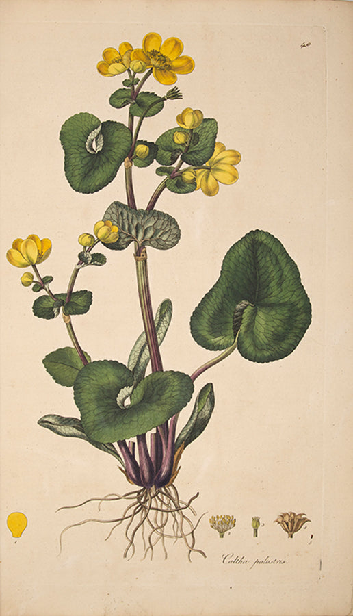 First edition with variant title page of Curtis's Flora Londinensis, the earliest English flora with coloured plates in any way approaching comprehensive.