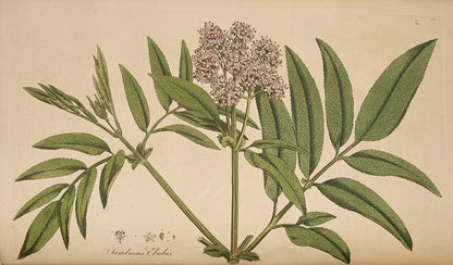 First edition with variant title page of Curtis's Flora Londinensis, the earliest English flora with coloured plates in any way approaching comprehensive.