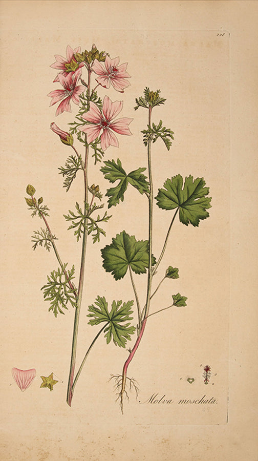 First edition with variant title page of Curtis's Flora Londinensis, the earliest English flora with coloured plates in any way approaching comprehensive.