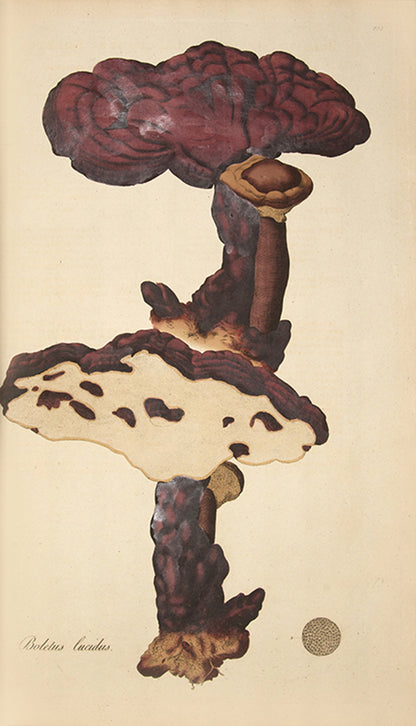 First edition with variant title page of Curtis's Flora Londinensis, the earliest English flora with coloured plates in any way approaching comprehensive.