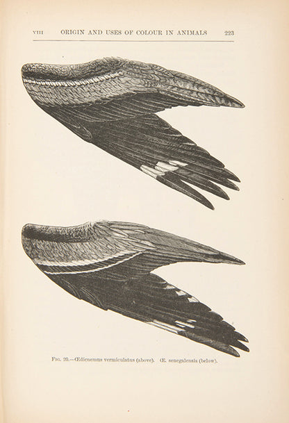 First edition and a very attractive copy of biologist Alfred Russel Wallace's important book Darwinism, published in 1889.