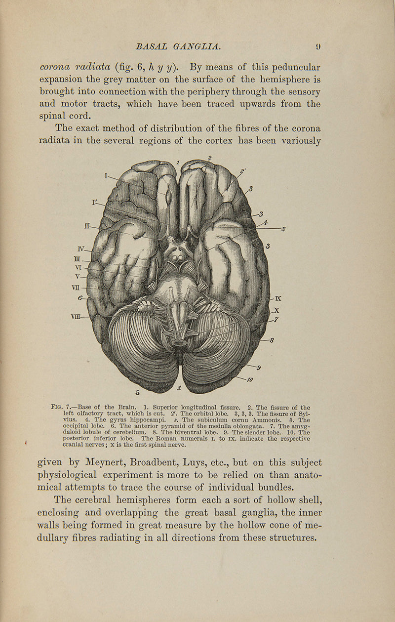 The Functions of the Brain.